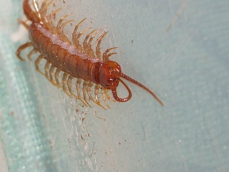 Cento piedi (Lithobius) e due grosse mandibole!